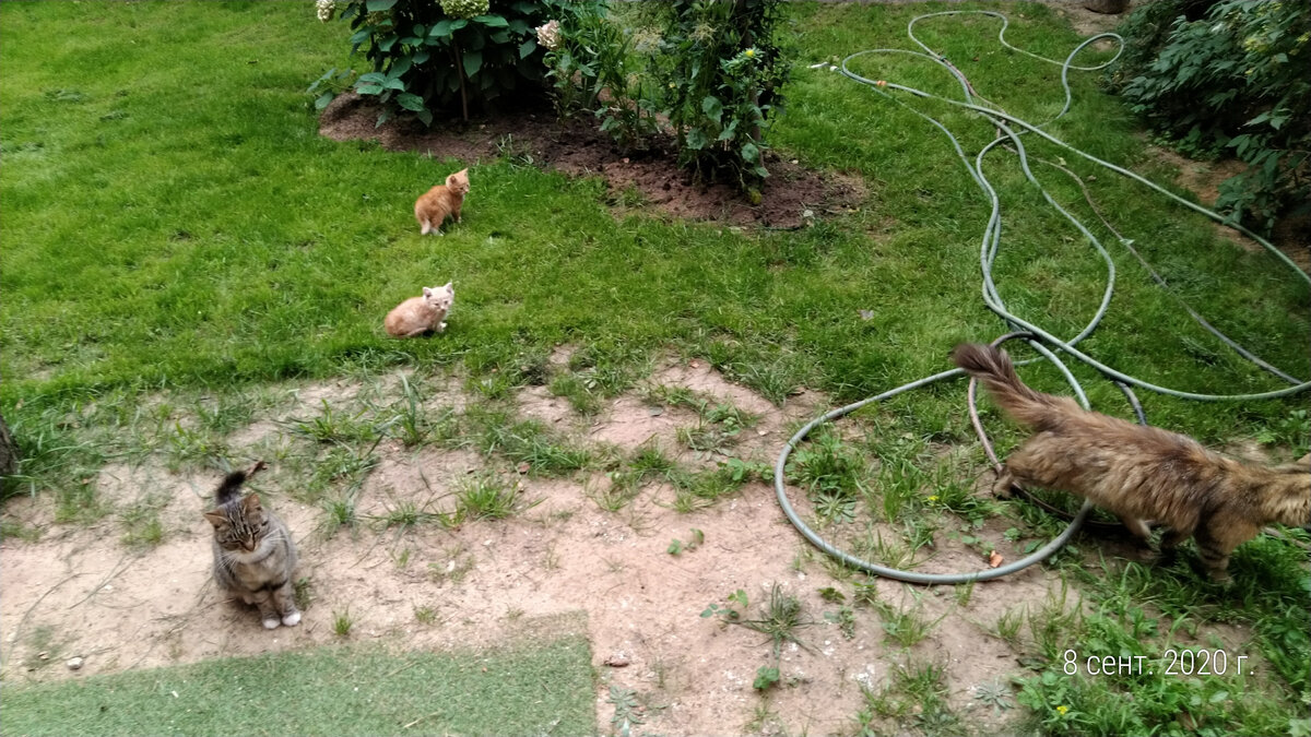 Как и все котята, эти рыжики копируют поведение с матери  , при моем появлении спасаются бегством и прячутся в кустах.