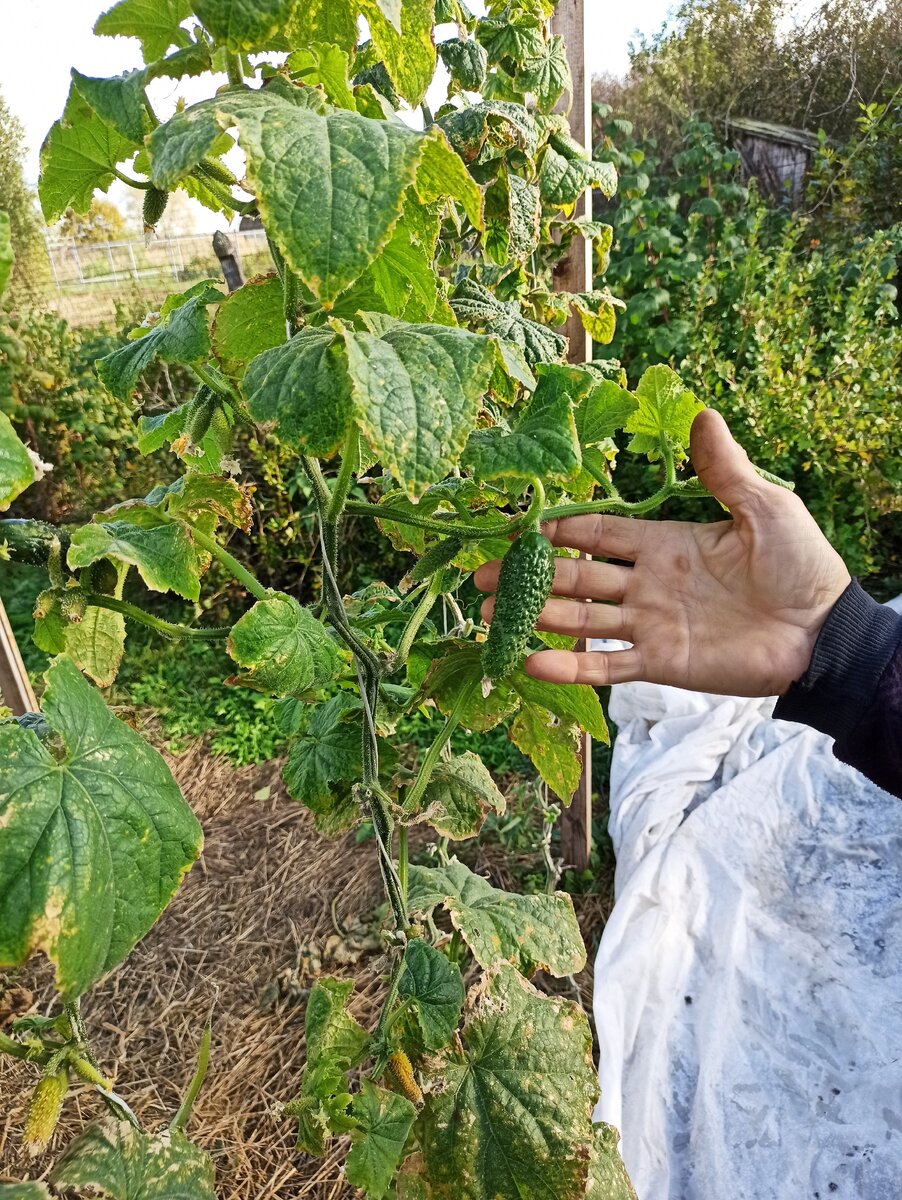 Огурцы в открытом грунте. Фото сделано 15-го сентября