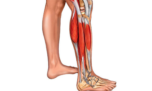 • Мышцы голени;