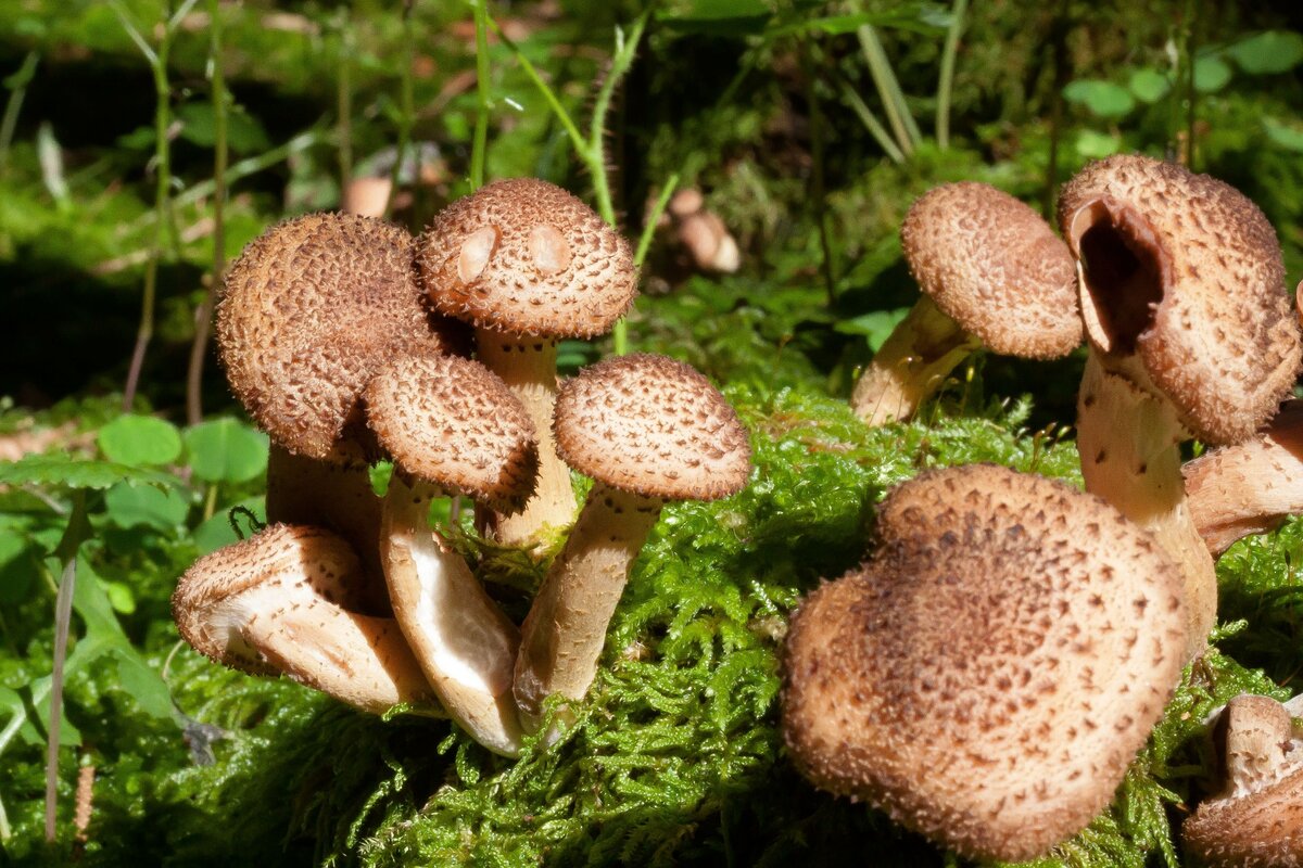 1. Armillaria mellea – опенок осенний