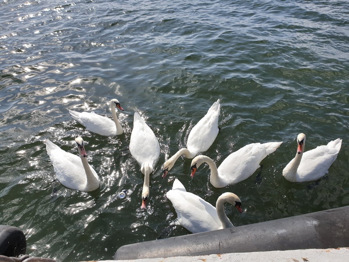 В Балтийске лебеди более ручные, чем в Праге