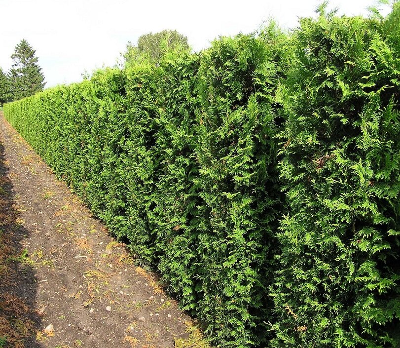 Туя Брабант