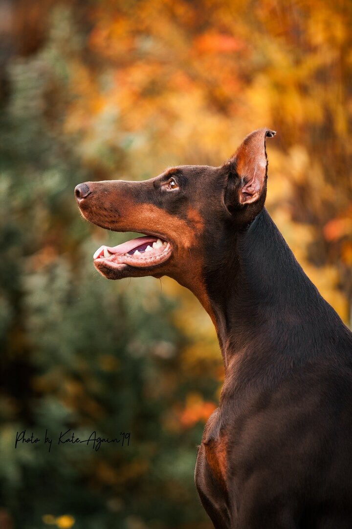 Наша мамочка Shershel La Fam  Источник: https://vk.com/arlenrus