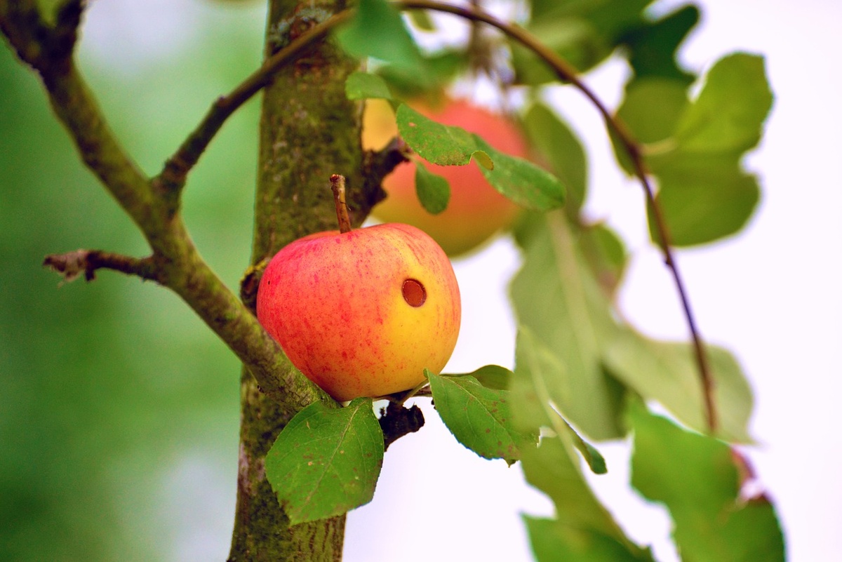 Фото: pixabay.com