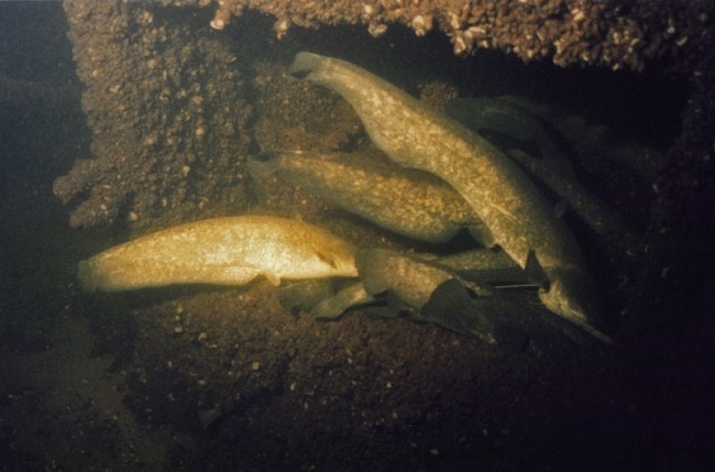 фото с открытого источника.