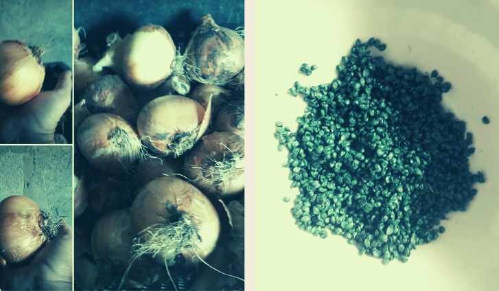 Озимый лук "Вольф-F1" созревает в конце мая