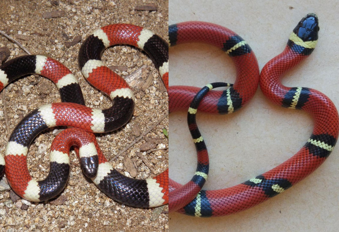 Молочная змея синалойская (Lampropeltis Triangulum sinaloae)