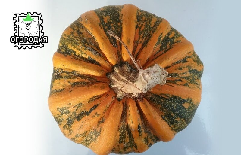 Тыква, которую друг вырастил исключительно ради семян