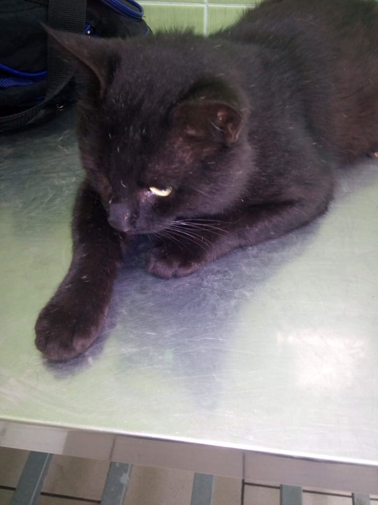 Кот Арсений