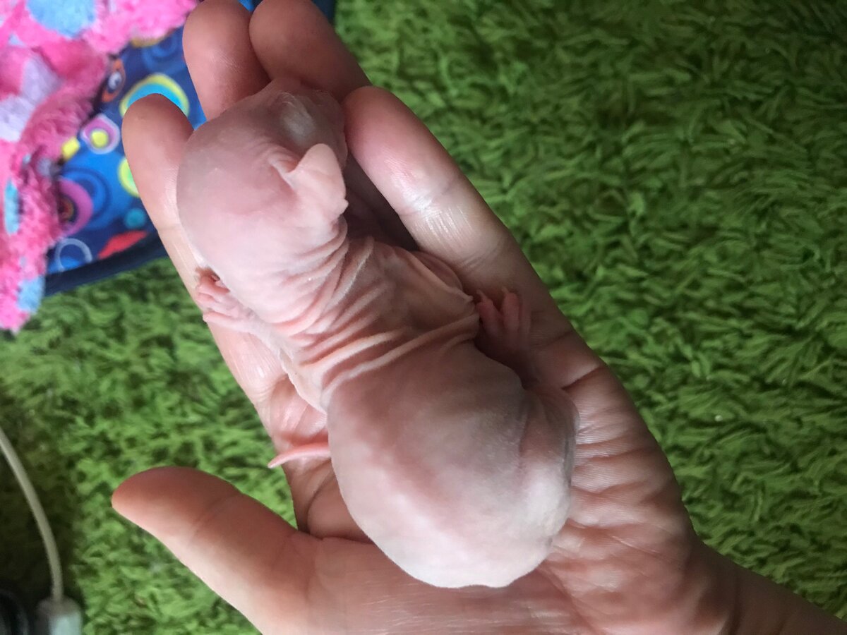 Вот таким крохой  рождается канадский сфинкс! Вес бывает разный от 80-100 граммов, я не часто взвешиваю малышей, только при необходимости, когда вижу, что родился совсем маленьким❤️