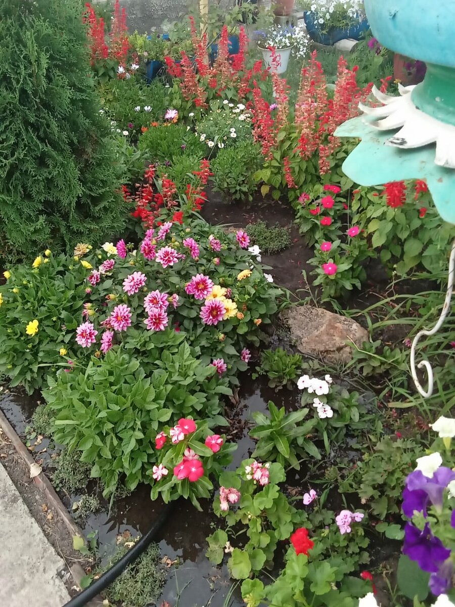 Фрагмент моей "антипетуниевой" клумбы.