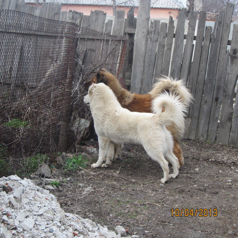 КО - Явира Шамир и Зидан Ласковый Зверь