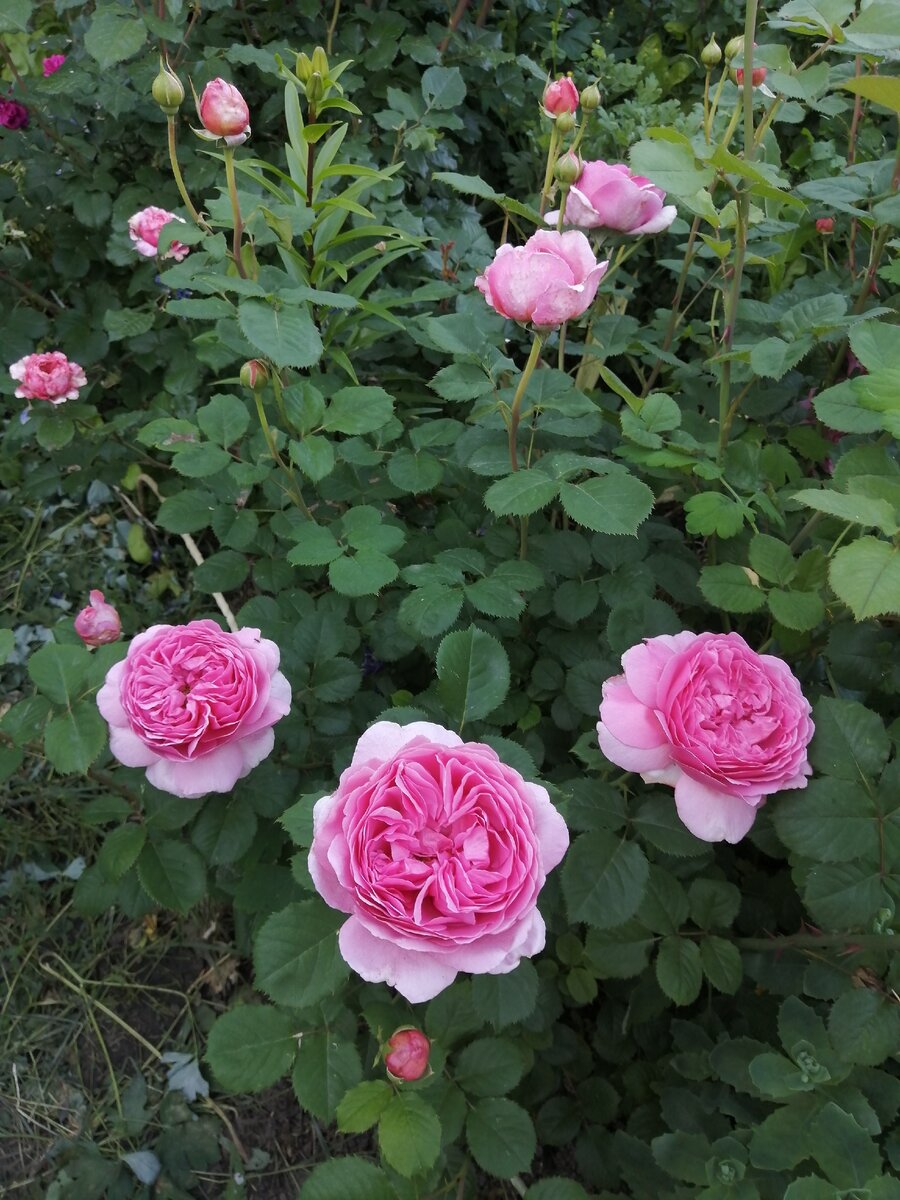 Princess Alexandra of Kent 