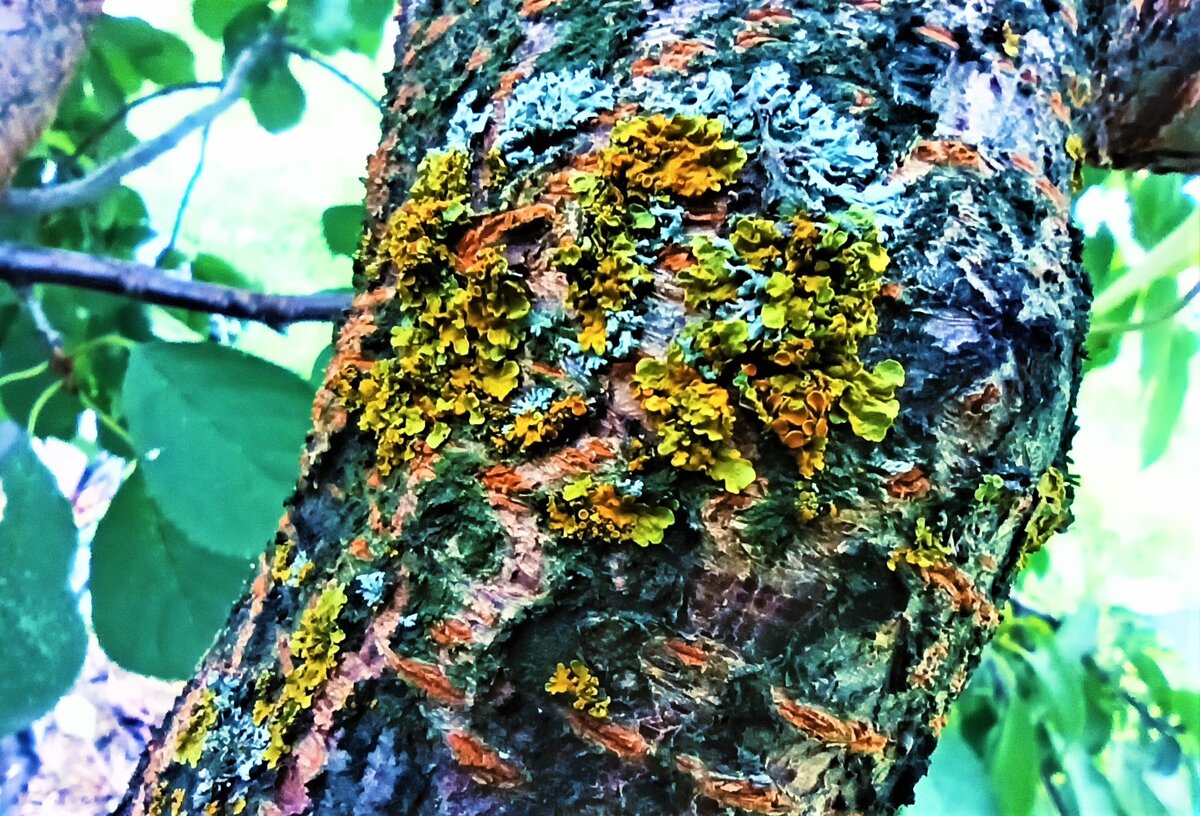  Ствол черевишни, растущей в тени дома сплошь покрылся лишайником.