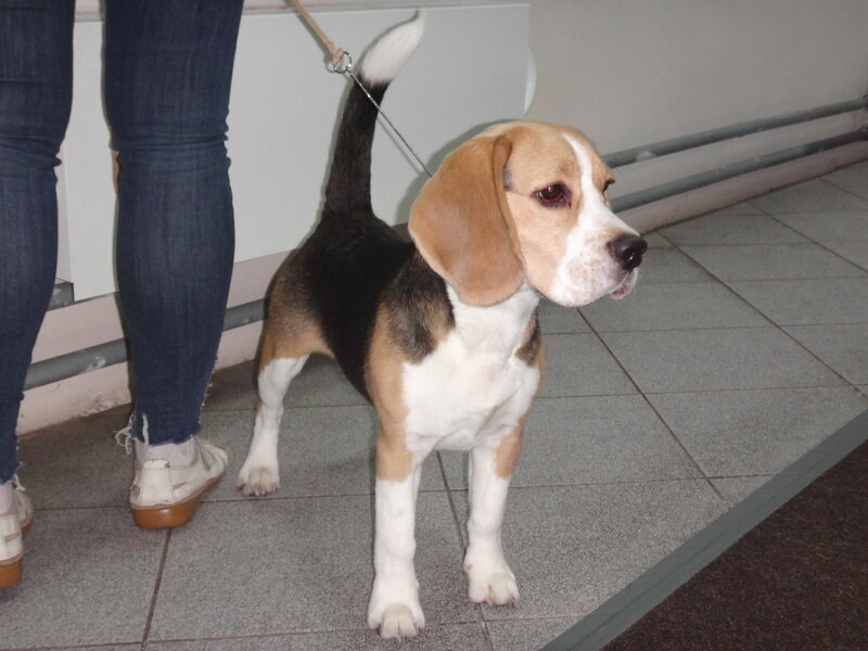 Бигль Бадди