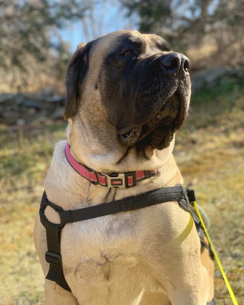 Английский мастиф