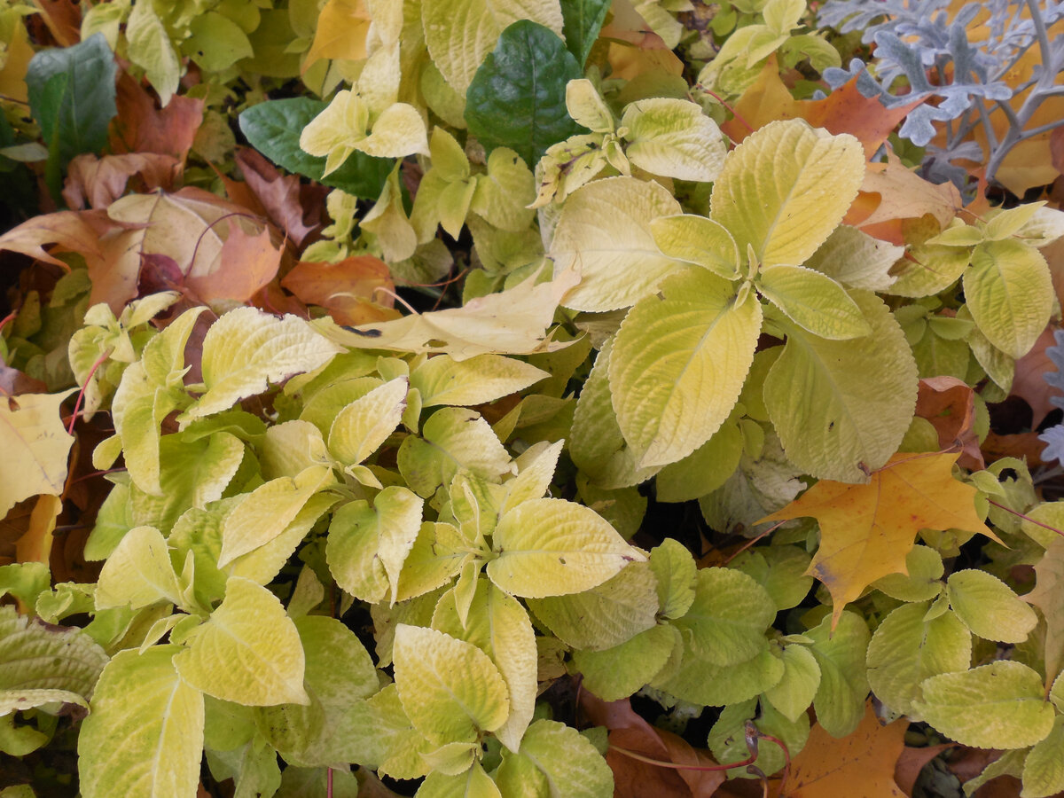 Октябрь. Колеусы и цинеррария серебристая в том самом цветнике