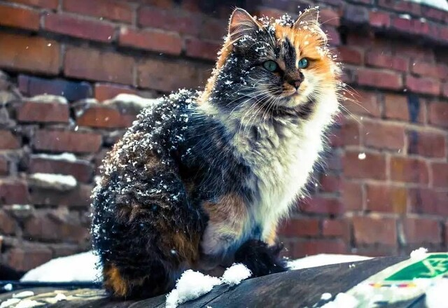 Бедный котик картинки