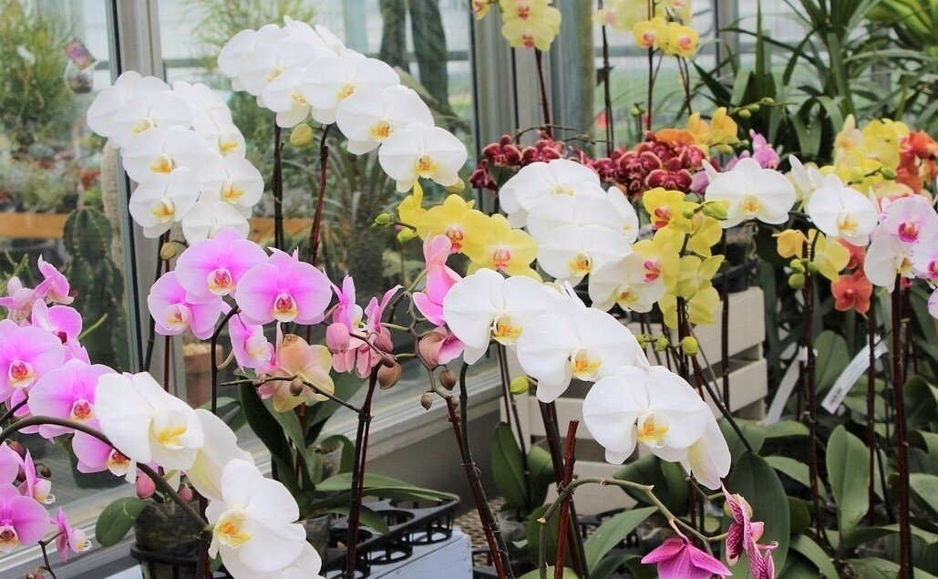 Разновидности Орхидеи