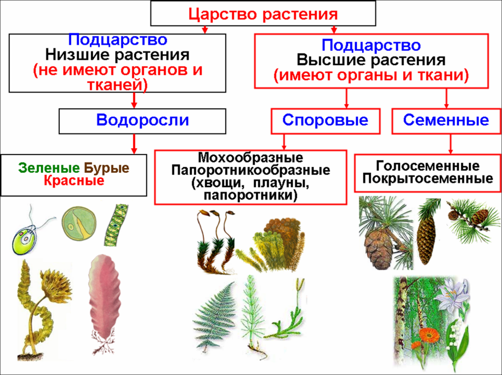 Схема растений низшие высшие