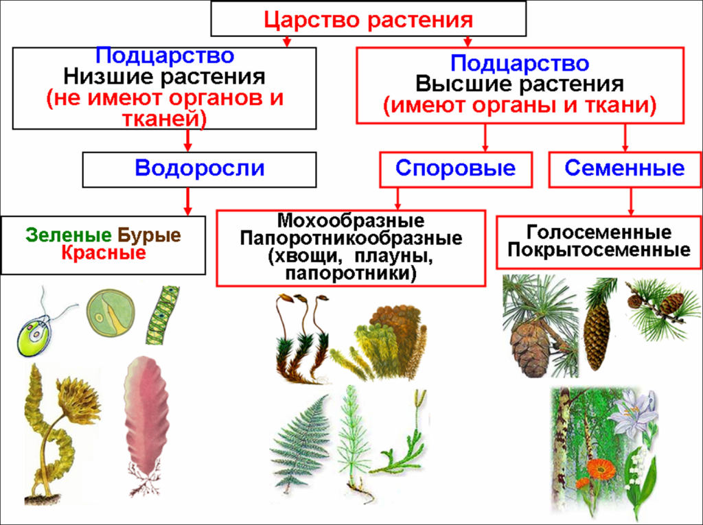 Какие организмы входят. Царства растений подцарства и отделы. Классификация высших споровых растений схема. Низшие споровые растения.отделы водорослей. Царство растения Подцарство высшие растения.