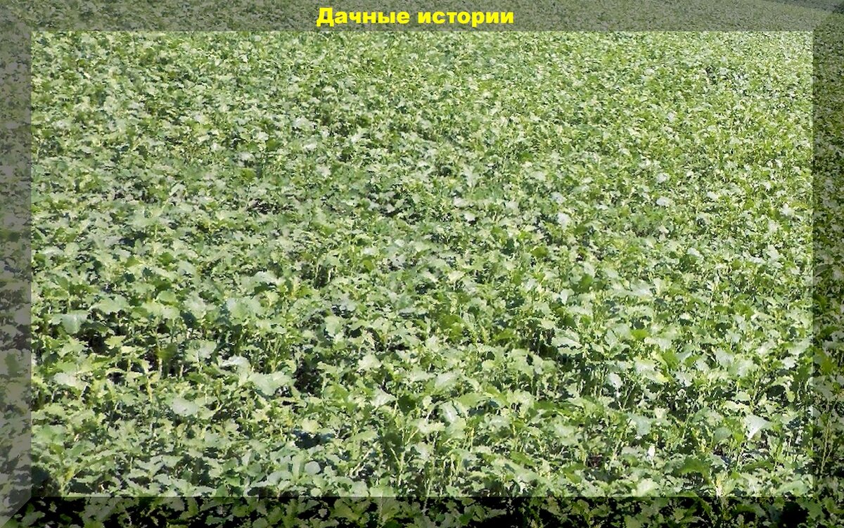https://vk.com/photo-159774511_457244564