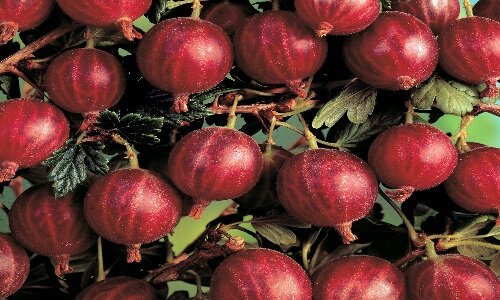 Посадка крыжовника. Основные правила.