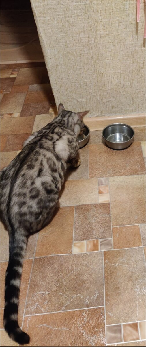 наяривает в своих мисках :) (фото автора)