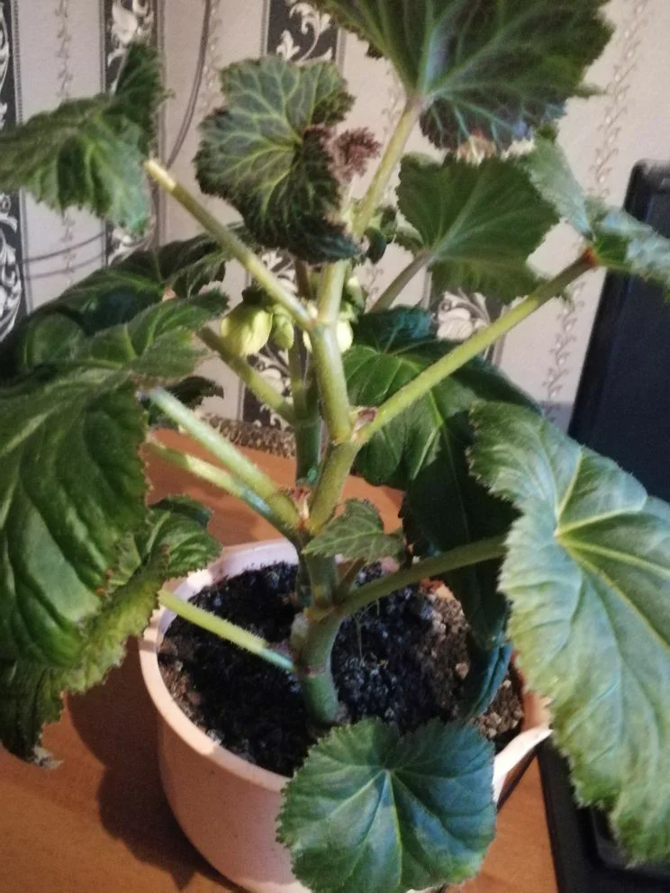 бегония коралловая прищипка. подрезка бегонии. прищипка бегонии клубневой. бегония тропическая. цветонос бегонии элатиор.