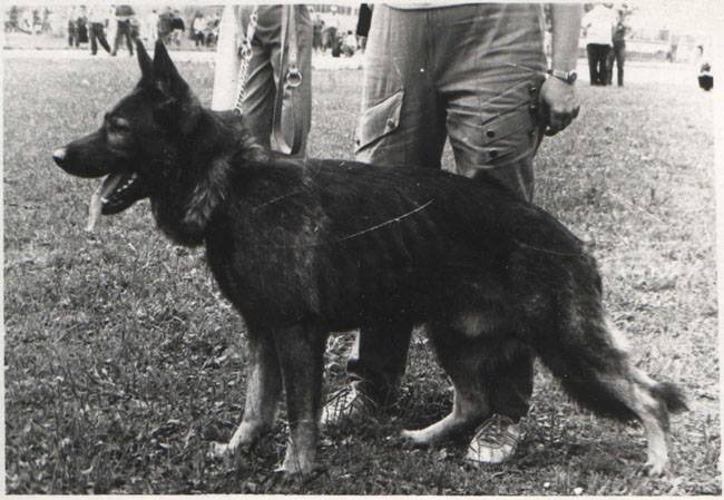 НО Xliff aus der Espenstätte (Клиф),о. Dyck vom Rundeck, мю Franka aus der Espenstätte, имп. ГДР, 1985 г.р. Собаку знала лично и неплохо. Реально работающий пес. Не просто нормативы.