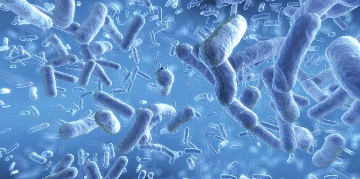 Пробиотические бактерии