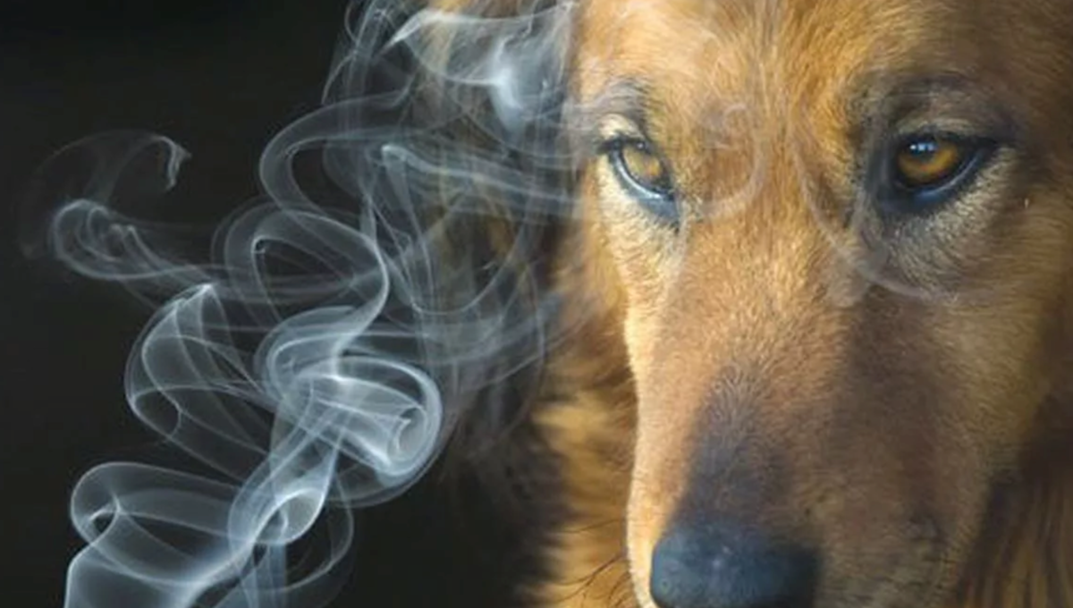 Фото взято из открытого источника