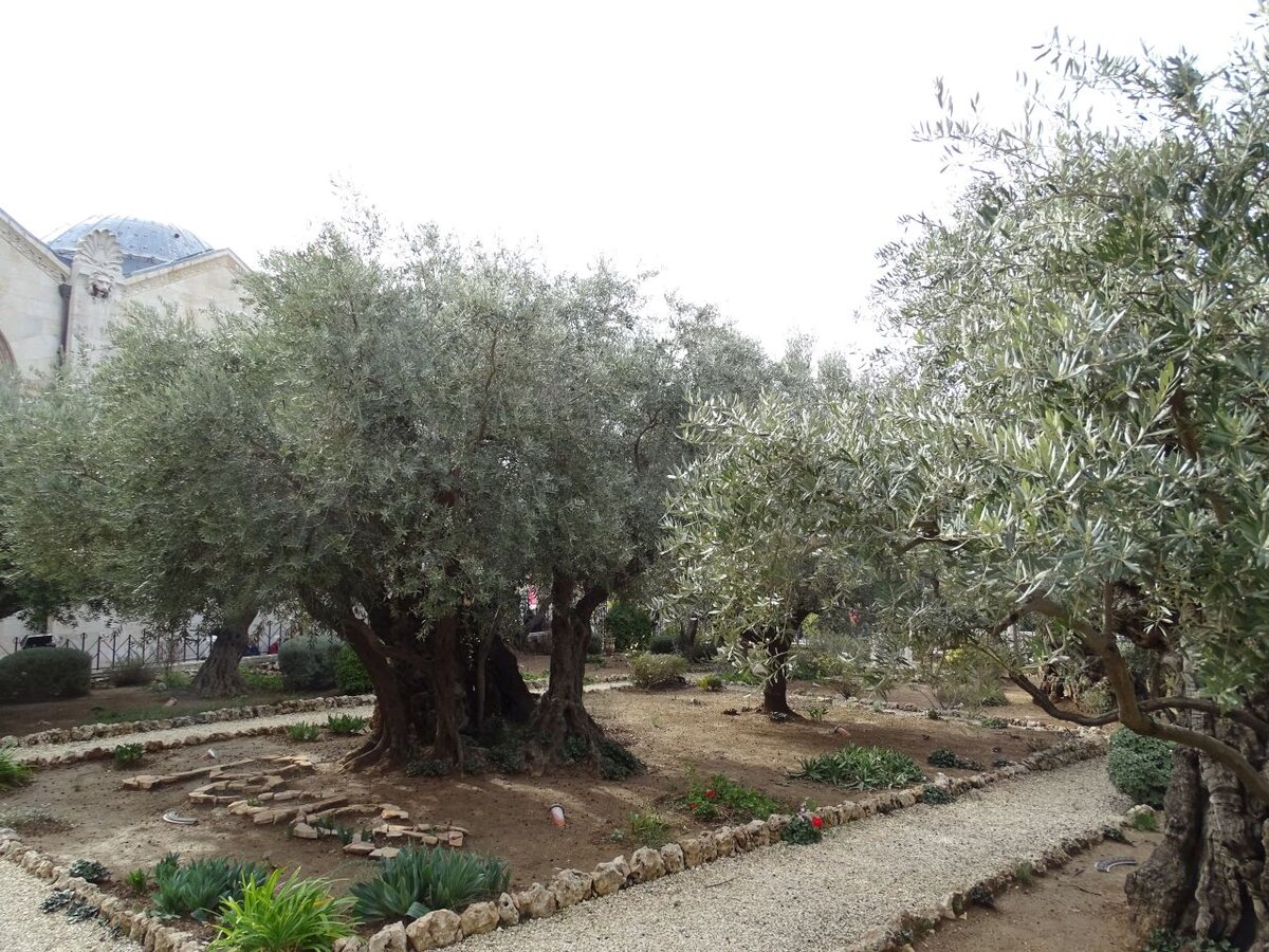Гефсиманский сад, далее в галерее самые живописные оливы