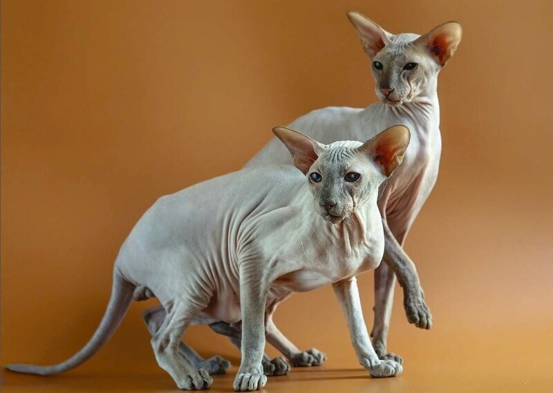 Что вы знаете про восточных кошек? История породы и их разновидности.