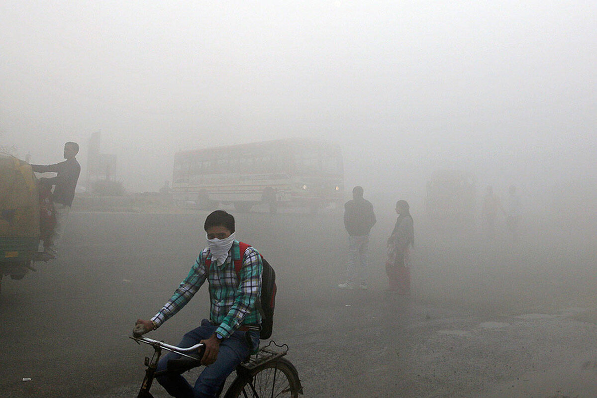 Пипалс фото бык сургут. Смог и животные. Смог и животные. Смог влияние на животный мир. Дакка бангладеш загрязненный воздух.