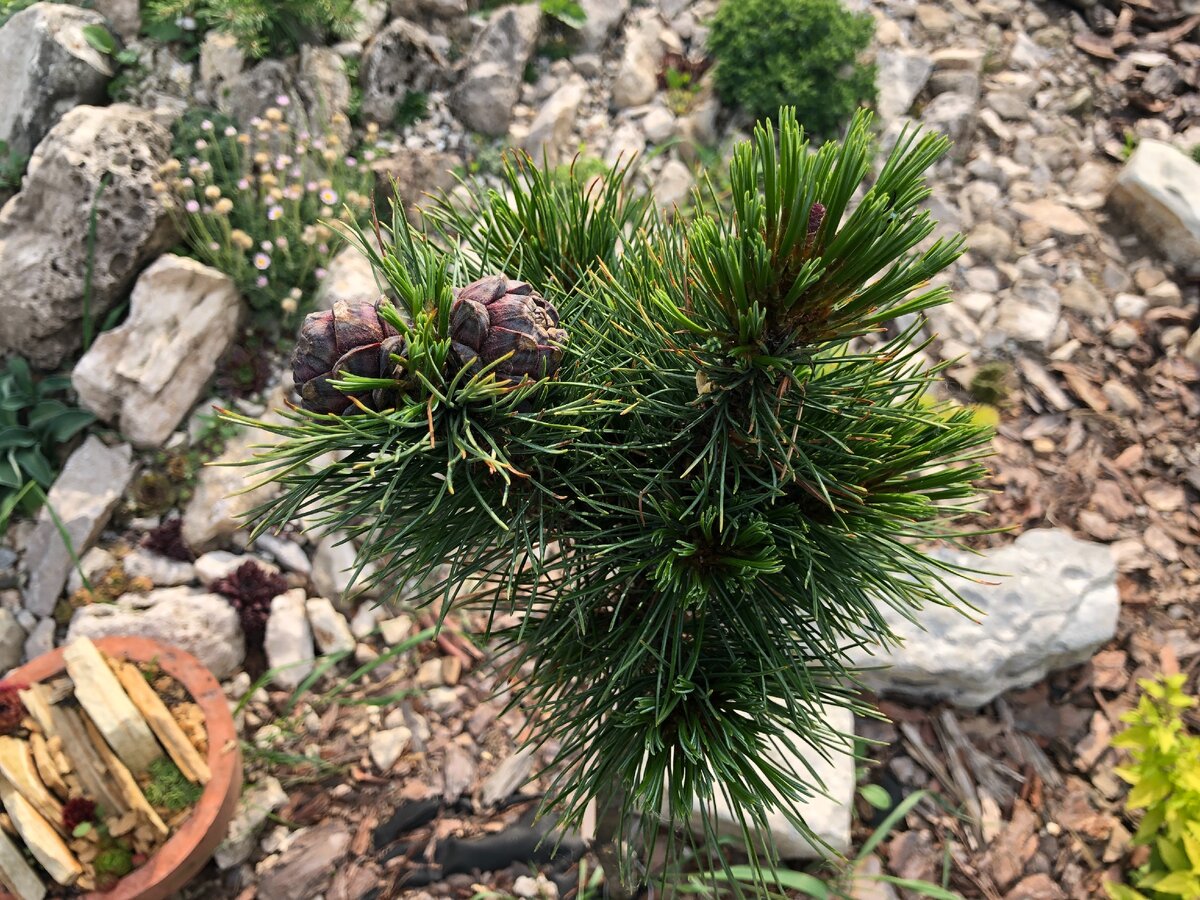 Первые шишки на моем экземпляре появились через 3 года после прививки.