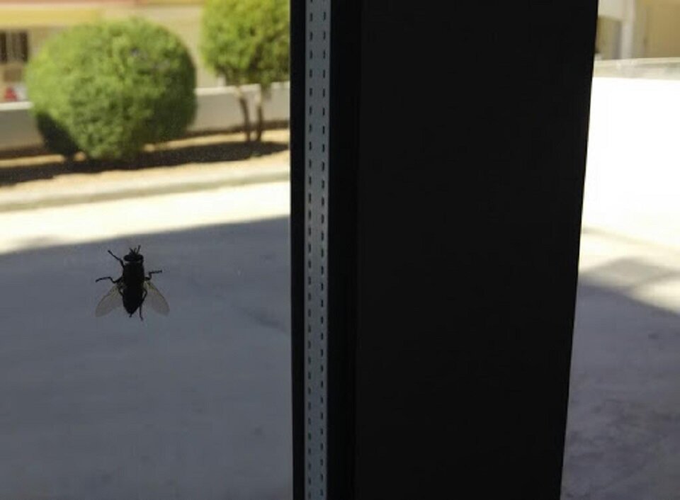 Билась муха. Муха на окне. Муха в оконной раме. Муха ползет по окну. Муха на стекле.