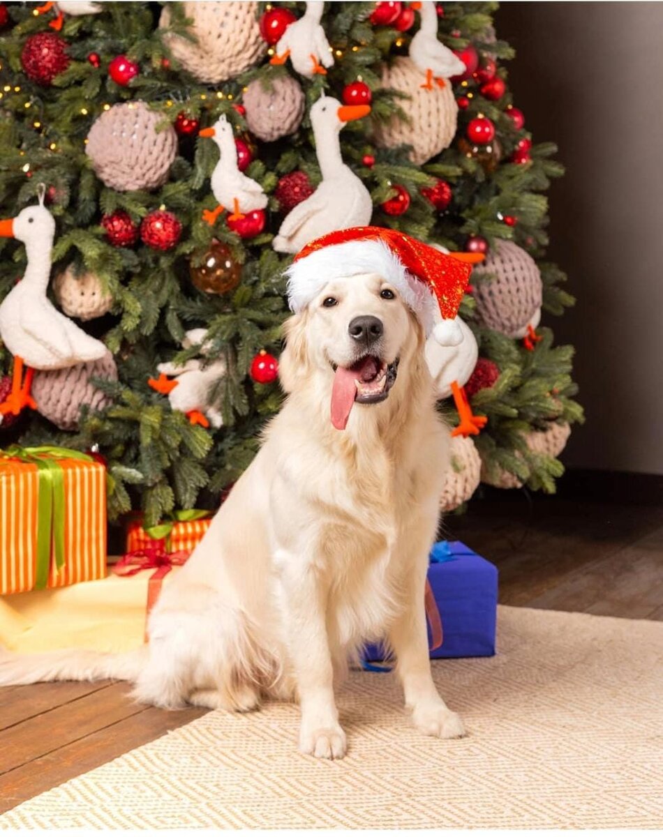 Пёс по имени Кокос.