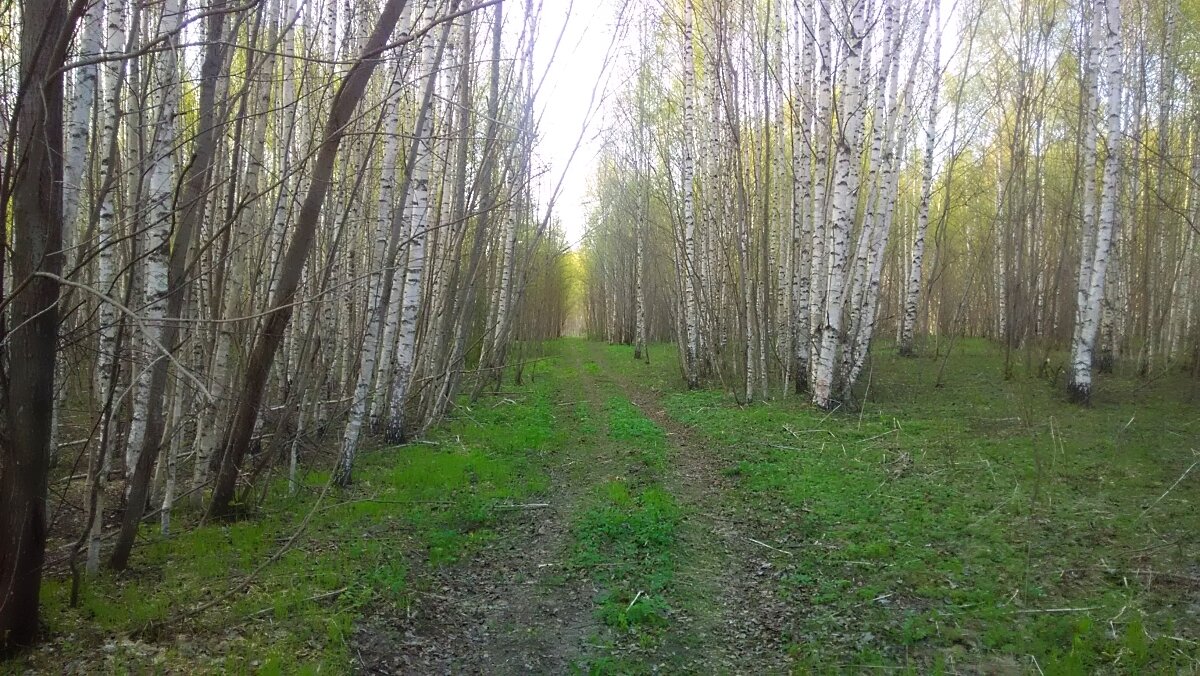 Создание полезащитной лесополосы. Живая изгородь из березы | Один в поле |  Дзен