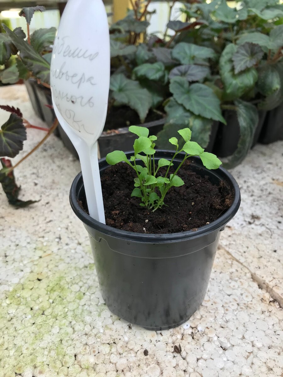 лобелия Ривьера полночь посеяна 7 февраля, рассажена 27 февраля