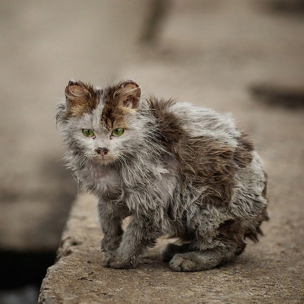 Котик жаждущий просто любви