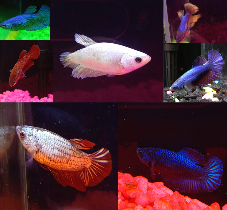 Разнообразие окрасов самок петушка