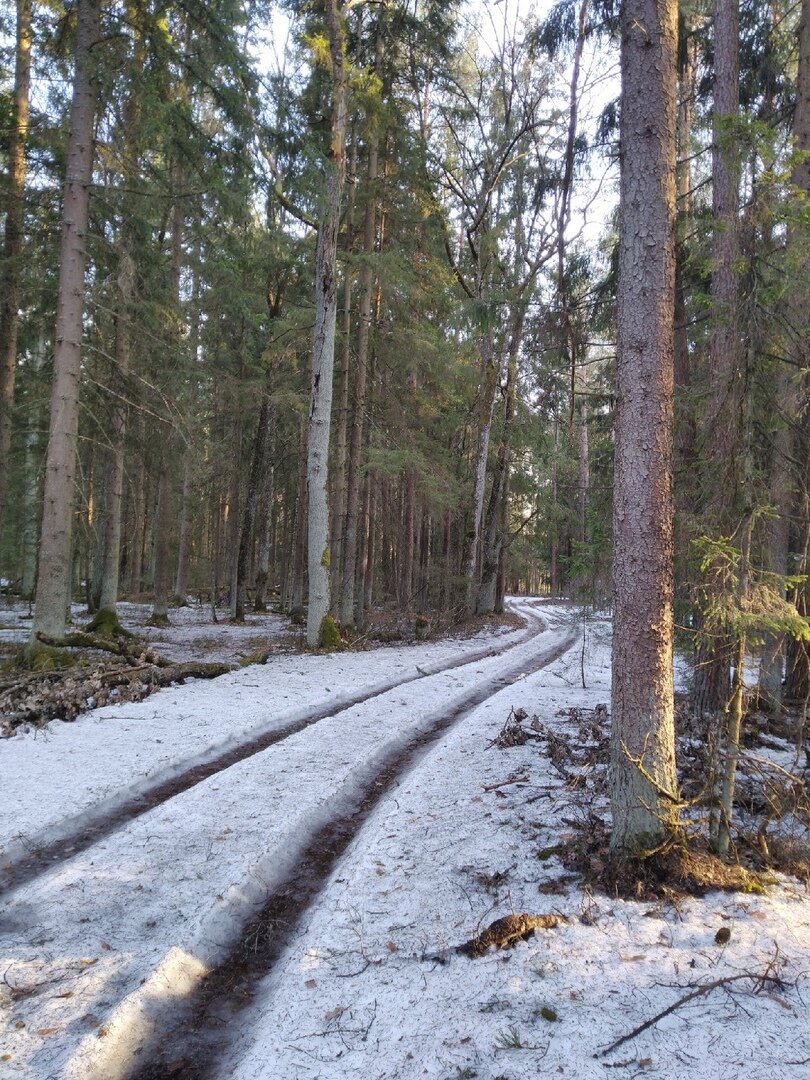 Лесная дорога.