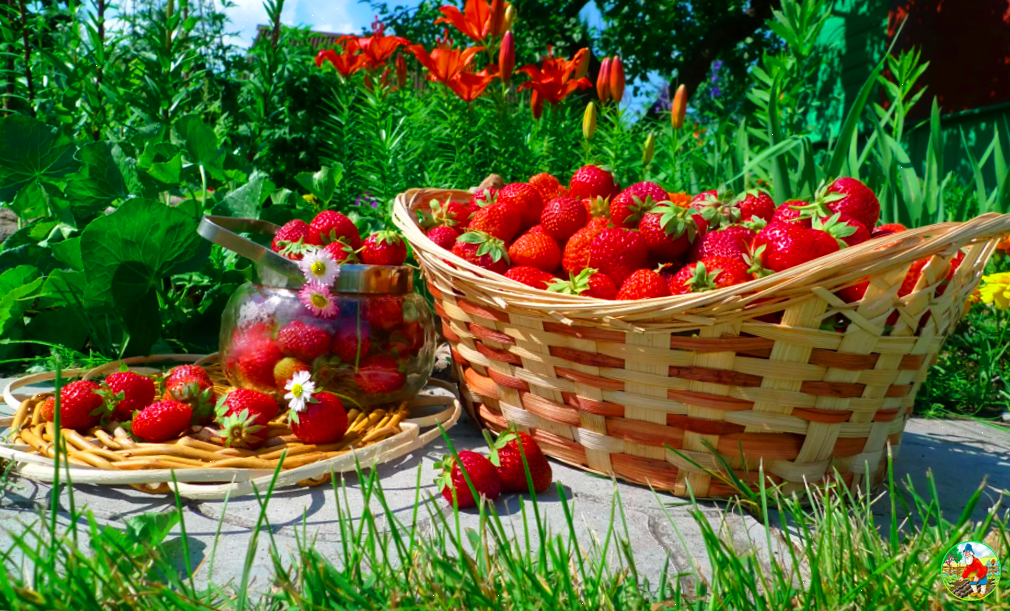 Лето ягоды цветы. Земляника в деревне. Клубника в корзинке. Наступило лето и клубника в саду. Земляника барон солемахер.