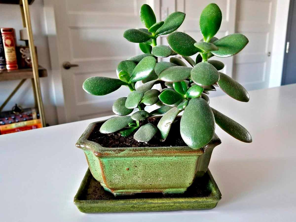 Толстянка или Денежное дерево