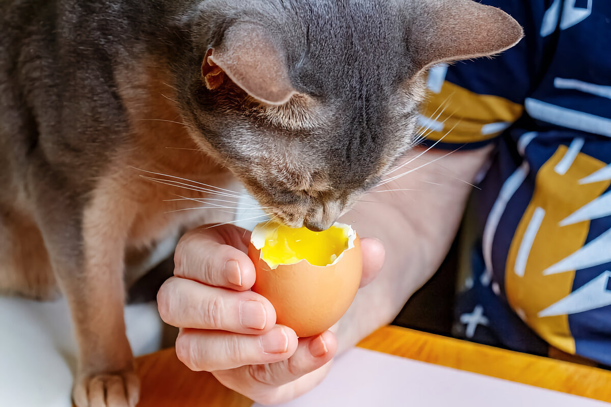 Как давать яйцо кошке. Кошка ест яйцо вареное. кот желток. кот с яйцом куриным.