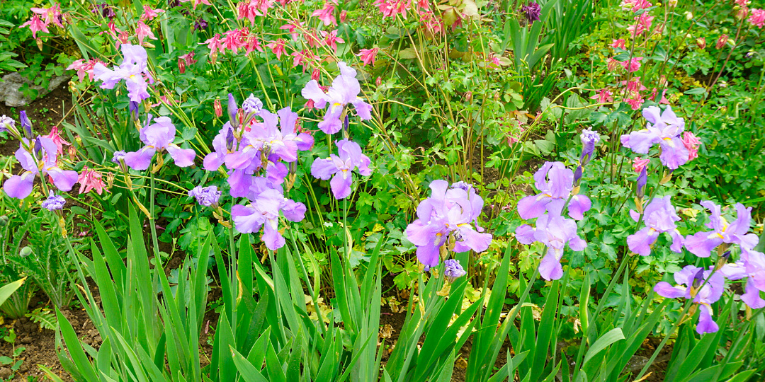 От «петушков» до ирисов