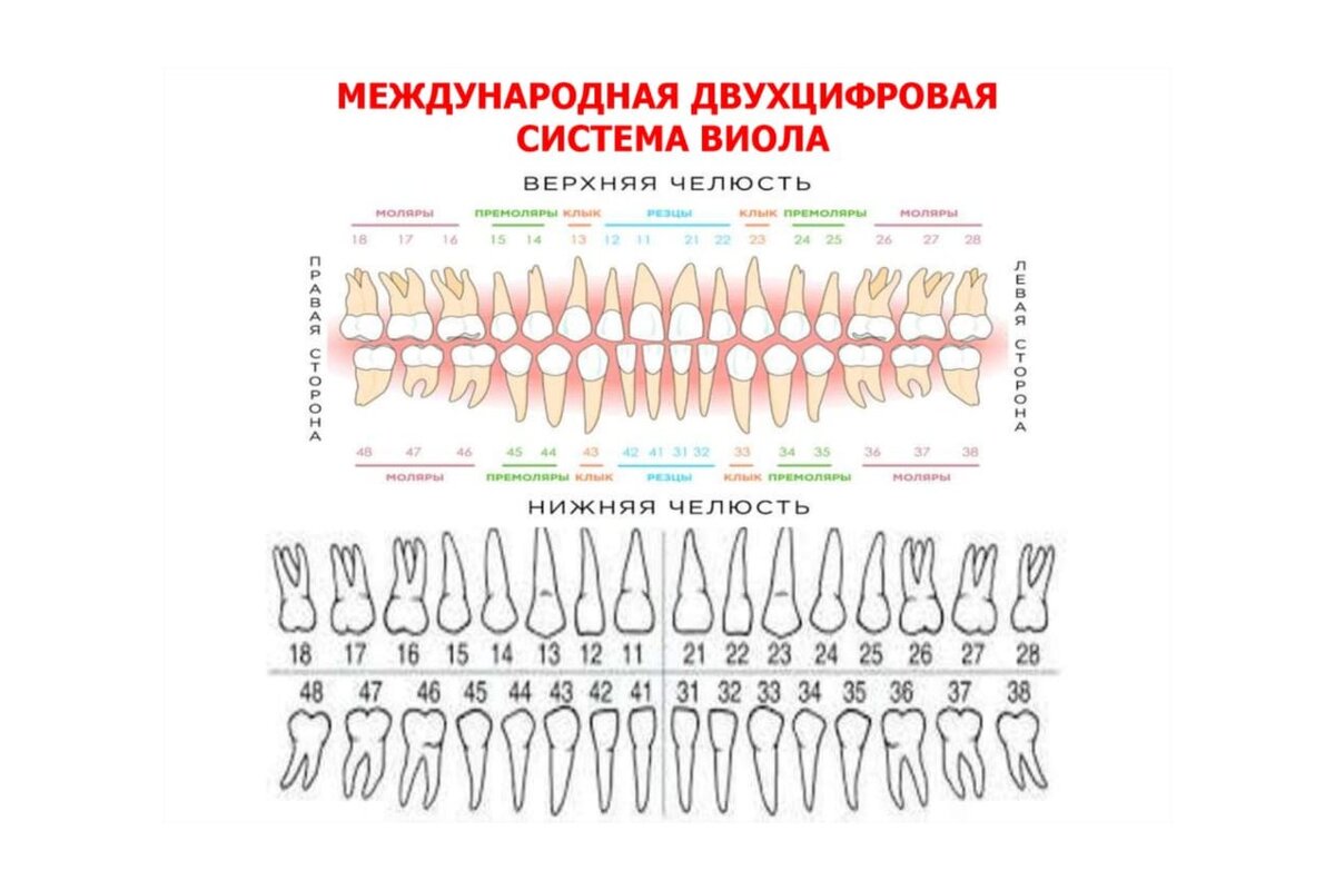 Карта имплантологического пациента