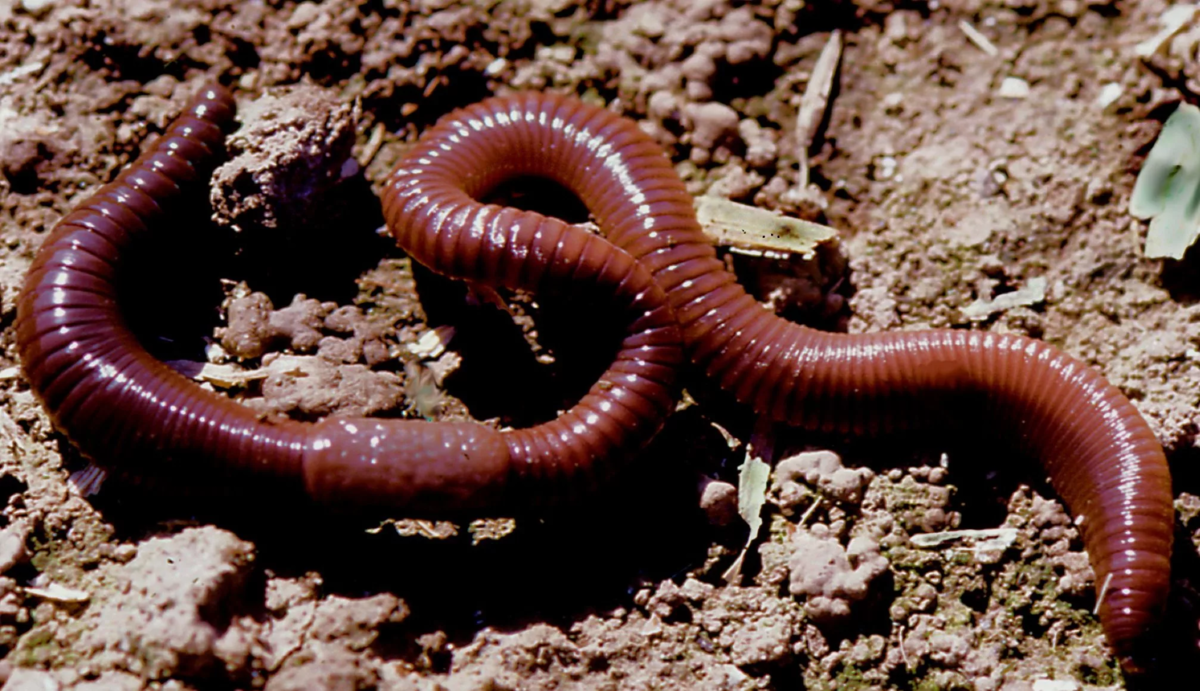 Новые черви. Красный червь (Lumbricus rubellus.