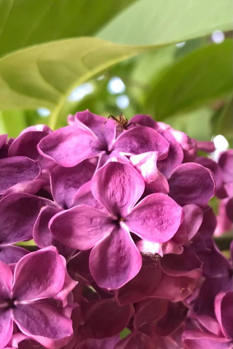 ... она такая ...